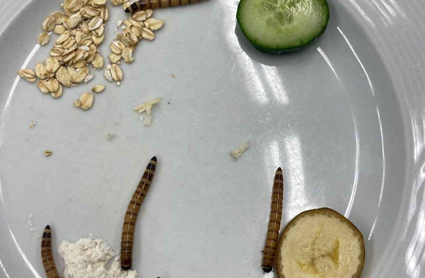 A day with mealworms